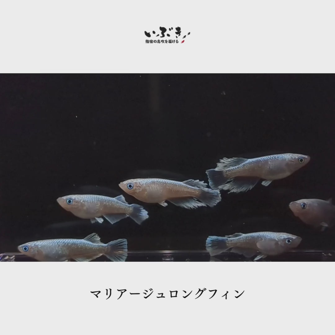 マリアージュロングフィン(まりあーじゅろんぐふぃん) 指宿(いぶすき)メダカ 成魚10匹 – いぶき | 指宿メダカとミジンコの通信販売