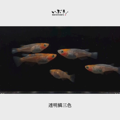 【稚魚】透明鱗三色(とうめいりんさんしょく) 指宿(いぶすき)メダカ 稚魚10匹