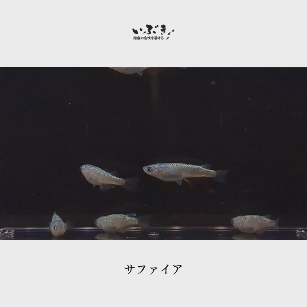 稚魚】サファイア(さふぁいあ) 指宿(いぶすき)メダカ 稚魚10匹