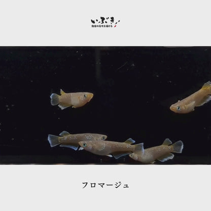 【稚魚】フロマージュ(ふろまーじゅ) 指宿(いぶすき)メダカ 稚魚10匹