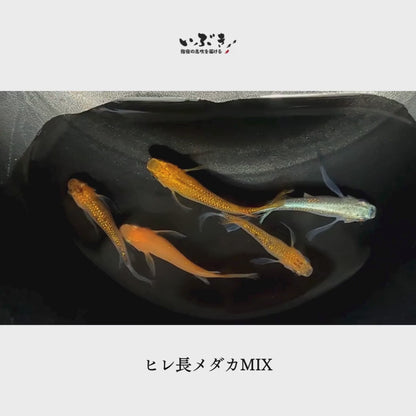 【稚魚】ヒレ長メダカMIX(ひれながめだかみっくす) 指宿(いぶすき)メダカ 稚魚10匹