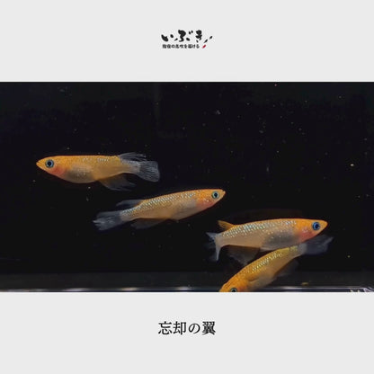 【稚魚】忘却の翼(ぼうきゃくのつばさ) 指宿(いぶすき)メダカ 稚魚10匹