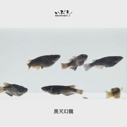 【稚魚】黒天幻龍(こくてんげんりゅう) 指宿(いぶすき)メダカ 稚魚10匹