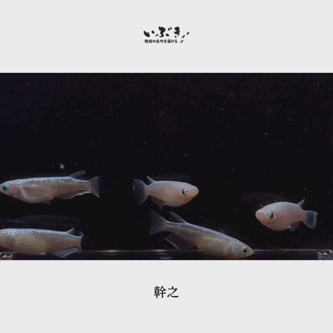 幹之(みゆき) 指宿(いぶすき)メダカ 成魚5匹 – いぶき | 指宿メダカとミジンコの通信販売