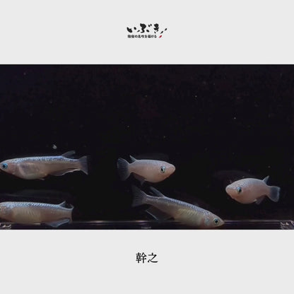 幹之(みゆき) 指宿(いぶすき)メダカ 成魚5匹