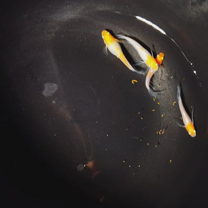 【NEW】【数量限定】ハイビスカス稚魚 　5匹　2467