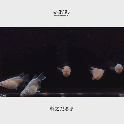 幹之だるま(みゆきだるま) 指宿(いぶすき)メダカ 成魚10匹