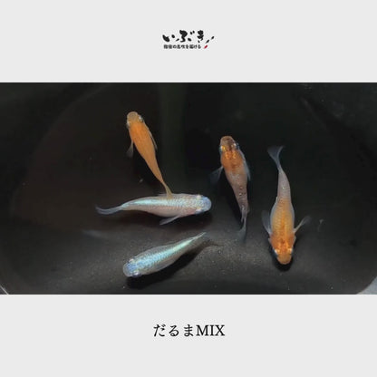 だるま系メダカMIX(半だるま＆ショートボディ)(だるまめだかみっくす) 指宿(いぶすき)メダカ 成魚5匹