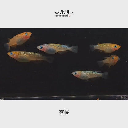 夜桜(よざくら) 指宿(いぶすき)メダカ 成魚5匹
