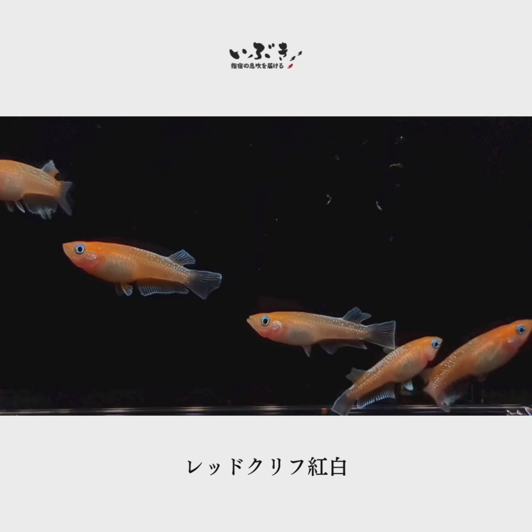 稚魚】レッドクリフ紅白(れっどくりふこうはく) 指宿(いぶすき)メダカ 稚魚10匹 – いぶき | 指宿メダカとミジンコの通信販売