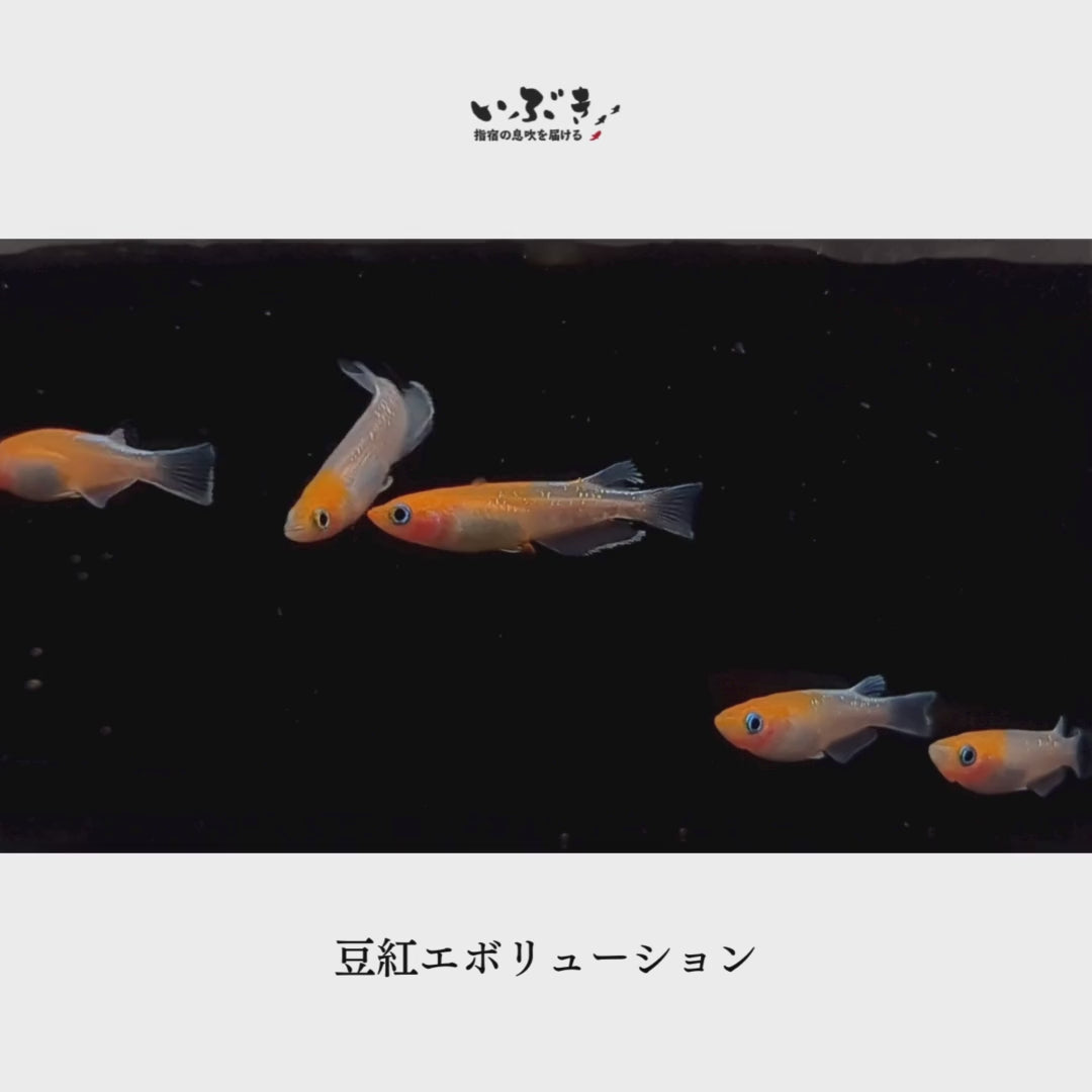 メダカ【豆紅エボリューション】値下げ 稚魚】豆紅エボリューション(びーんずれっどえぼりゅーしょん) 指宿