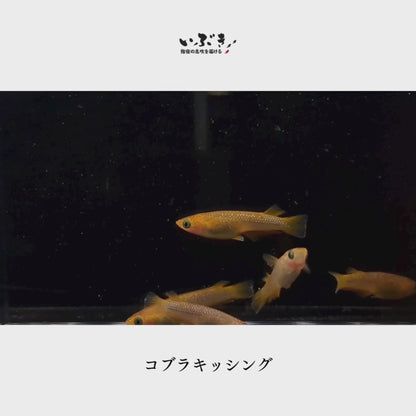 【稚魚】コブラキッシング(こぶらきっしんぐ) 指宿(いぶすき)メダカ 稚魚10匹