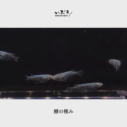 鯖の極み(さばのきわみ) 指宿(いぶすき)メダカ 成魚5匹
