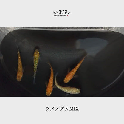 ラメメダカMIX(らめめだかみっくす) 指宿(いぶすき)メダカ 成魚10匹