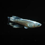 【現物】【上物】 マリアージュロングフィン 若魚　3匹　オス2メス1　0164