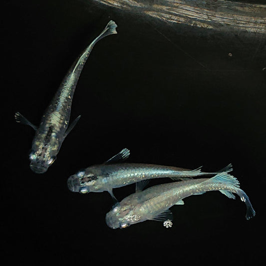 【現物】【上物】マリアージュロングフィン若魚　3匹　オス2メス1　0123