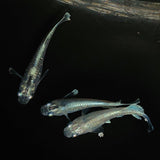 【現物】【上物】マリアージュロングフィン若魚　3匹　オス2メス1　0123