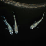 【現物】【上物】マリアージュロングフィン若魚　3匹　オス2メス1　0123