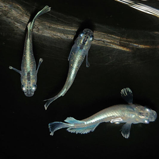 【現物】【上物】マリアージュロングフィン若魚　3匹　オス1メス2　0124
