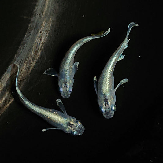 【現物】【上物】マリアージュロングフィン若魚　3匹　オス1メス2　0129