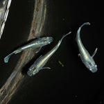 【現物】【上物】マリアージュロングフィン若魚　3匹　オス1メス2　0129