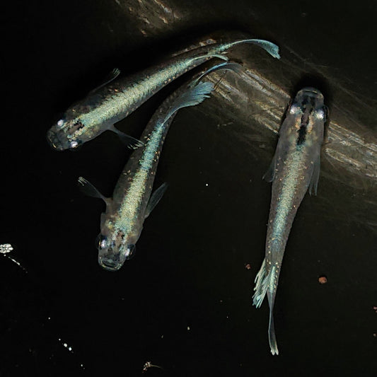 【現物】【上物】マリアージュロングフィン若魚　3匹　オス2メス1　0132