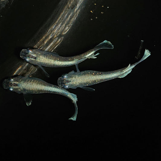 【現物】【上物】 マリアージュロングフィン 若魚　3匹　オス2メス1　0138