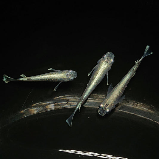 【現物】【上物】 マリアージュロングフィン 若魚　3匹　オス2メス1　0146