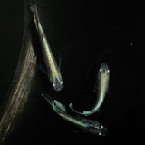 【現物】【上物】 マリアージュロングフィン 若魚　3匹　オス2メス1　0151