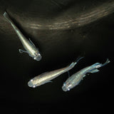 【現物】モルフォリアルロングフィン×垂水ロングフィン F4 若魚　オス1メス2　0161