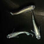 【現物】【上物】 マリアージュロングフィン 若魚　3匹　オス2メス1　0159