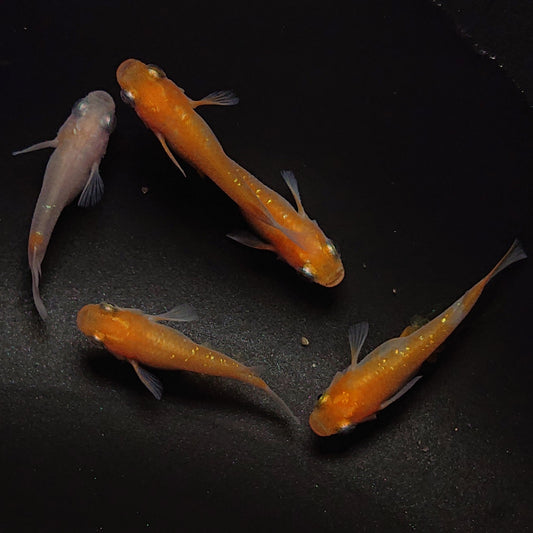 【現物】紅白半だるま　5匹　オス2メス3　0171