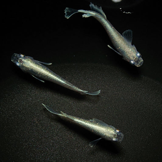 【現物】【上物】 マリアージュロングフィン 若魚　3匹　オス2メス1　0164