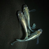 【現物】モルフォリアルロングフィン×垂水ロングフィン F4 若魚　オス2メス1　0185
