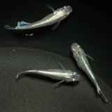 【現物】モルフォリアルロングフィン×垂水ロングフィン F4 若魚　3匹　オス２メス1　0201
