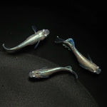 【現物】モルフォリアルロングフィン×垂水ロングフィン F4 若魚　3匹　オス２メス1　0201
