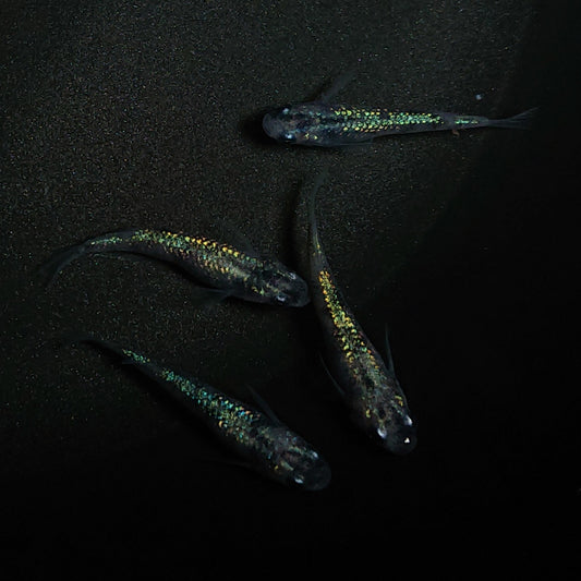 【現物】白斑ラメ幹之サファイア系 若魚　オス3メス1　0205