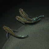 【現物】モルフォリアルロングフィン×エメラルドフィン F4 若魚　オス2メス1　0207