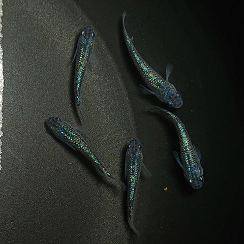 【現物】【現物イベント特価】サファイア若魚　10匹　0571