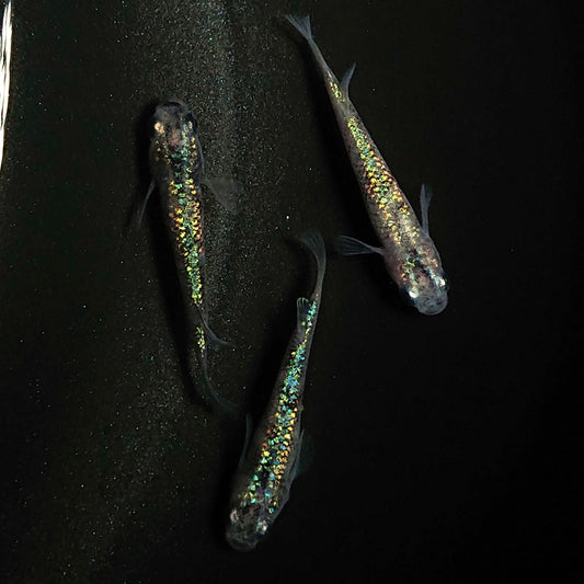 【現物】白斑ラメ幹之サファイア系 若魚　オス2メス1　0243