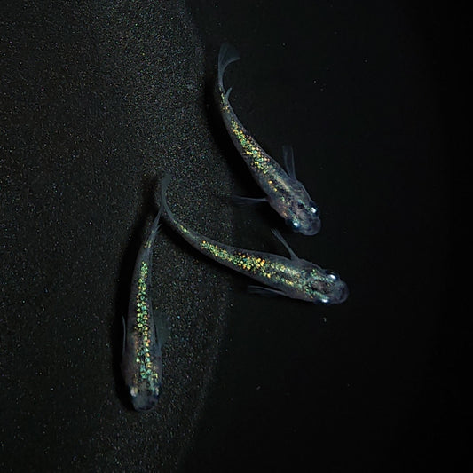【現物】白斑ラメ幹之サファイア系 若魚　オス2メス1　0248