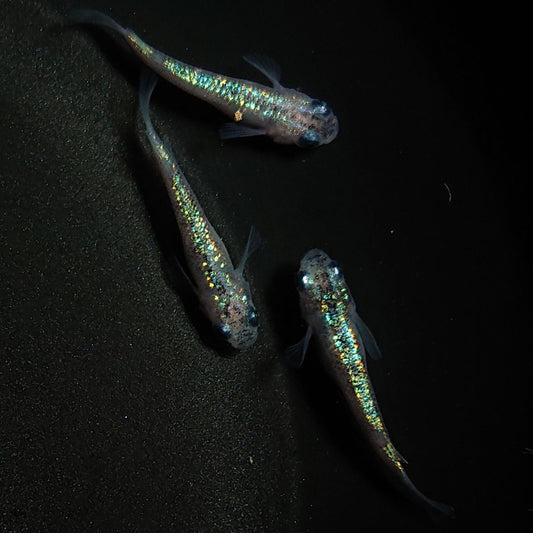 【現物】白斑ラメ幹之サファイア系 若魚　オス2メス1　0262