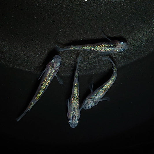 【現物】白斑ラメ幹之サファイア系 若魚　2ペア　0269