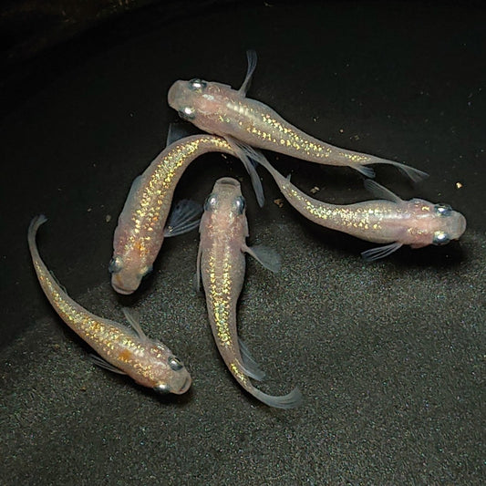 【現物】王華 白ラメ個体　5匹　オス2メス3　0281