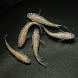 【現物】王華 白ラメ個体　5匹　オス2メス3　0281