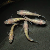 【現物】王華 白ラメ個体　5匹　オス2メス3　0281