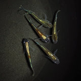 【現物】茶金　5匹　オス1メス4　0348