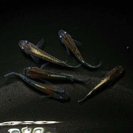 【現物】茶金　5匹　オス1メス4　0356