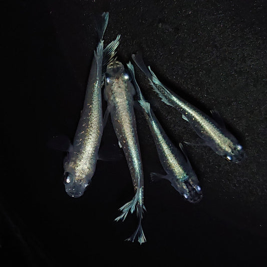 【現物】【上物】マリアージュLF / KWF若魚　4匹　オス3メス1　※オス1匹キッシングワイドフィン　0404
