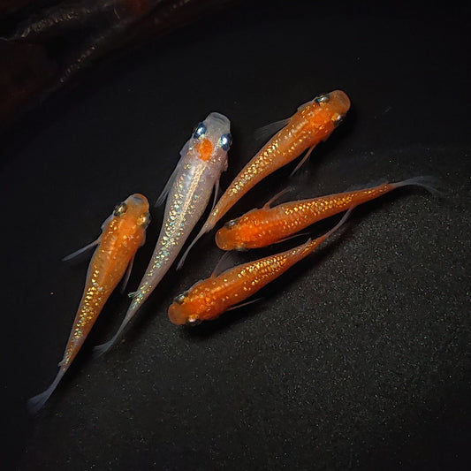【現物】王華　5匹　オス2メス3　0457